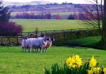 sheep & daffodils 